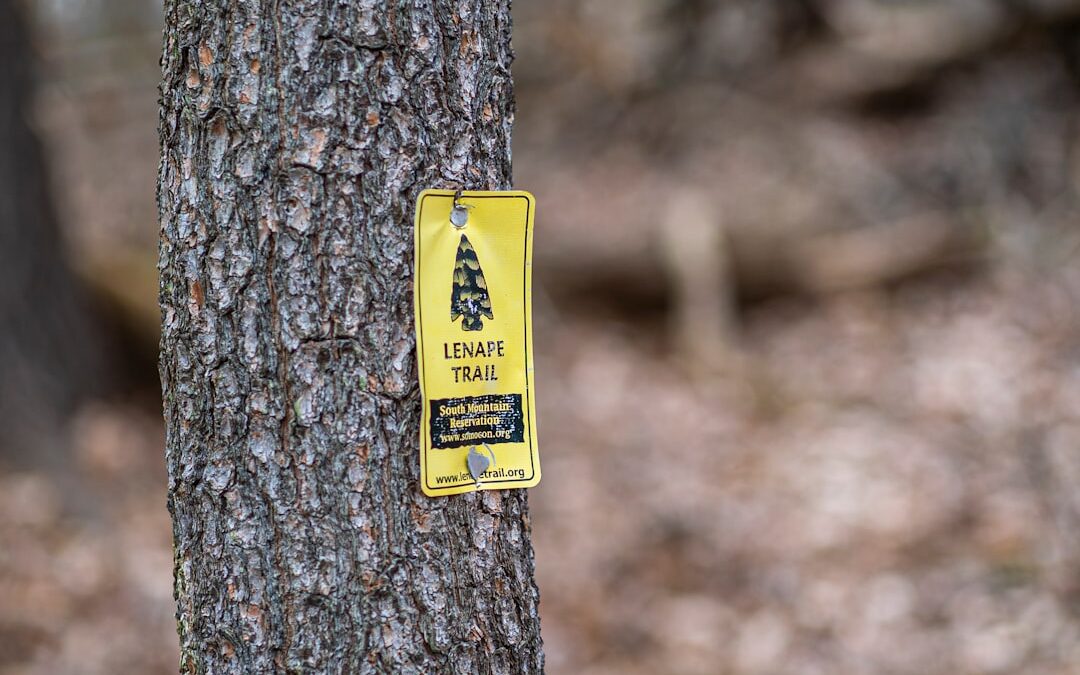 5 Signs Your Tree Is a Safety Hazard (And When to Call a Local Tree Pro)